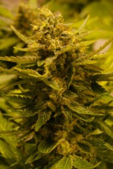 Cali Connection OG CBD feminizovaná semena