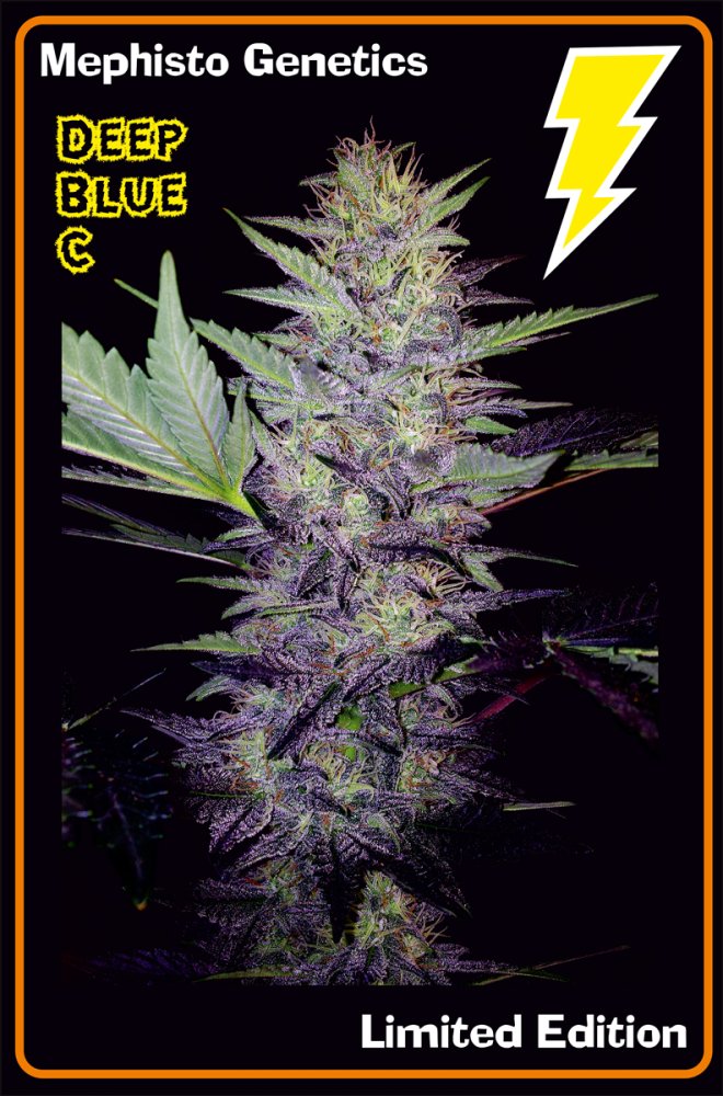 Mephisto Genetics Deep Blue C Auto feminizovaná semena