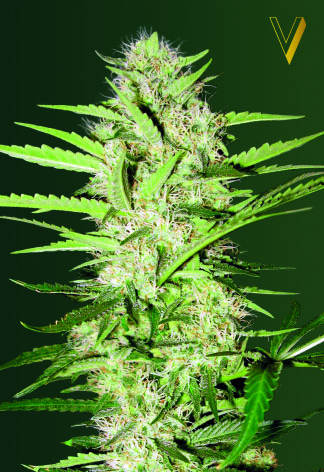 Victory Seeds Parmesan Auto samonakvétací semena