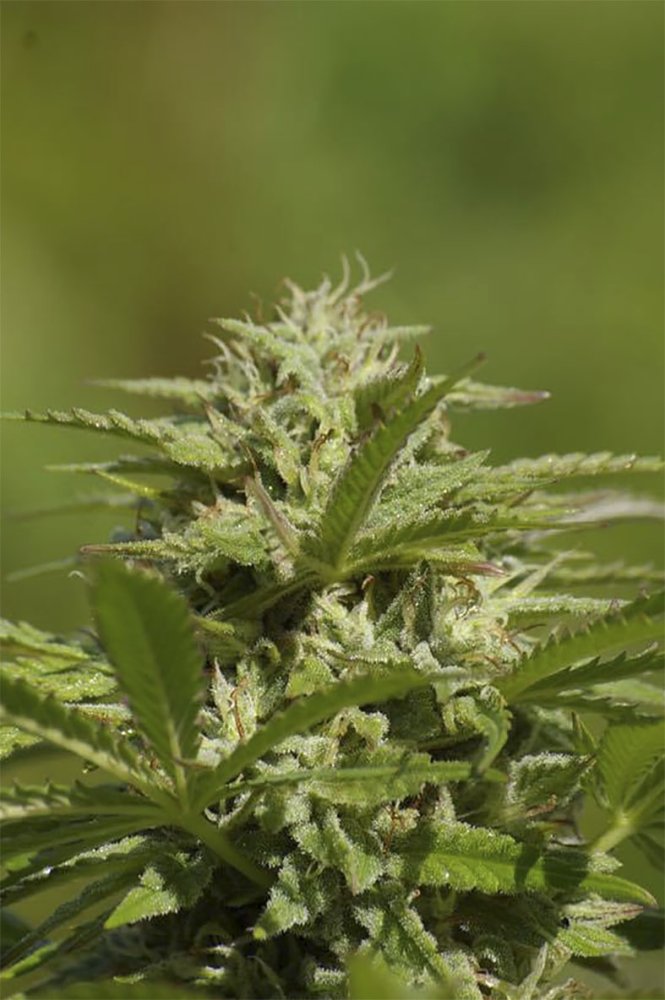 Digital Genetics Albino Fire Skunk OG regulérní semena