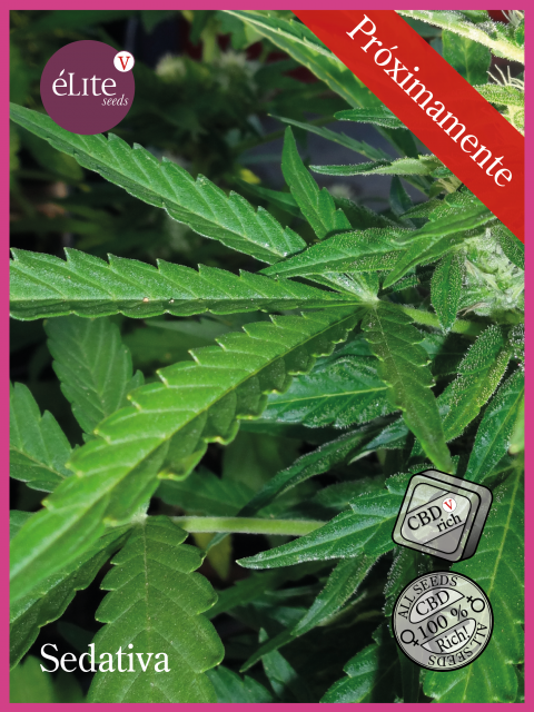 Elite Seeds Sedativa CBDV:CBD feminizovaná semena