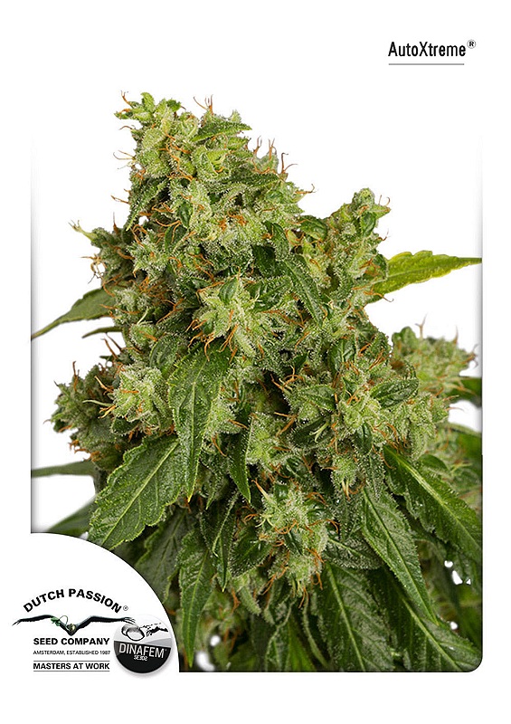 Dutch Passion Xtreme Auto feminizovaná semena