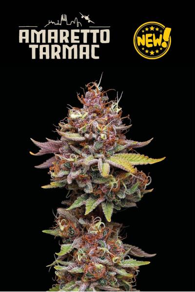 Seedstockers Amaretto Tarmac feminizovaná semena