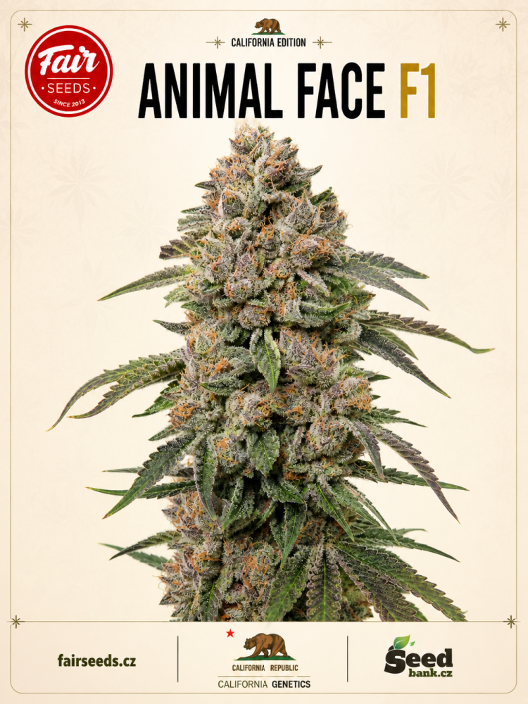 Fair Seeds Animal Face F1 feminizovaná semena