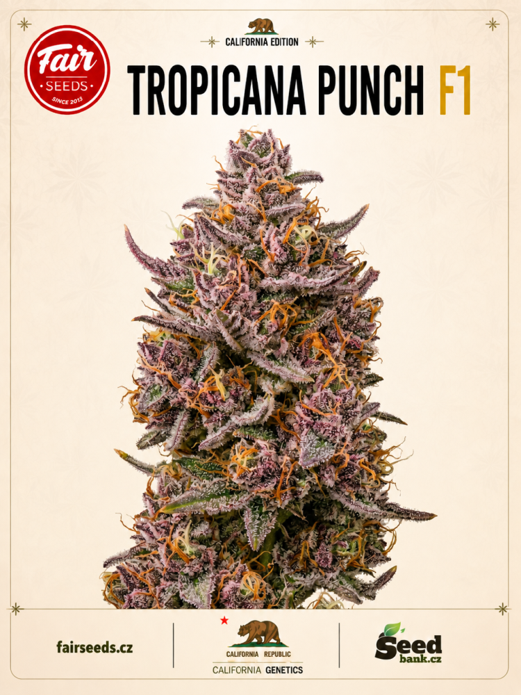 Fair Seeds Tropicana Punch F1 feminizovaná semena