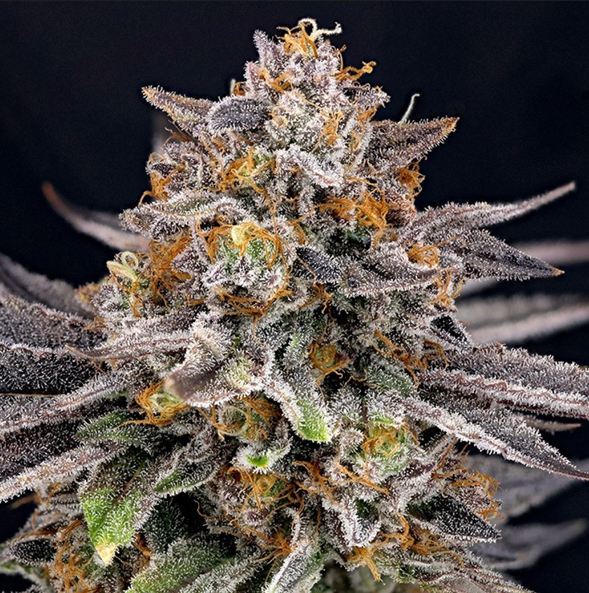 Ripper Seeds CandyGaz feminizovaná semena