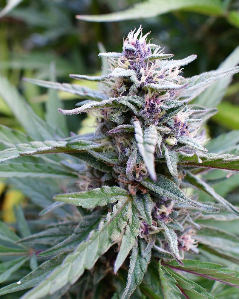 Humboldt Seed Company Hi-Biscus feminizovaná semena
