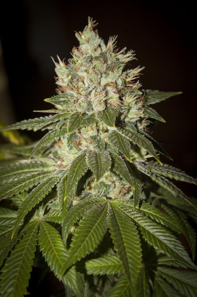 T.H. Seeds MK-Ultra Kush feminizovaná semena