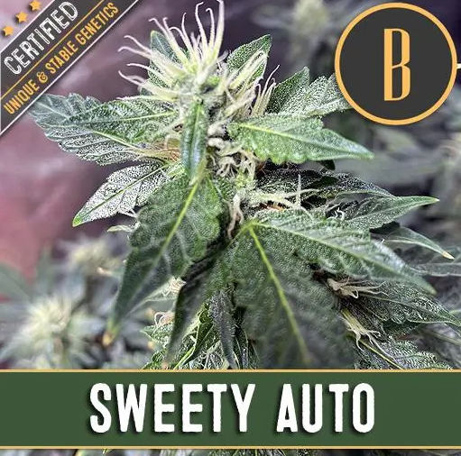 BlimBurn Seeds Sweety Auto samonakvétací semena