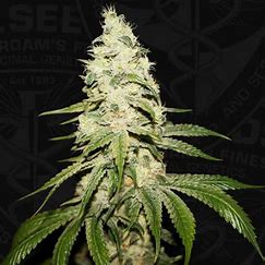 T.H. Seeds Mont Blanc feminizovaná semena