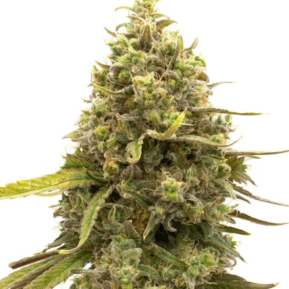 Blimburn Seeds Cherry AK feminizovaná semena