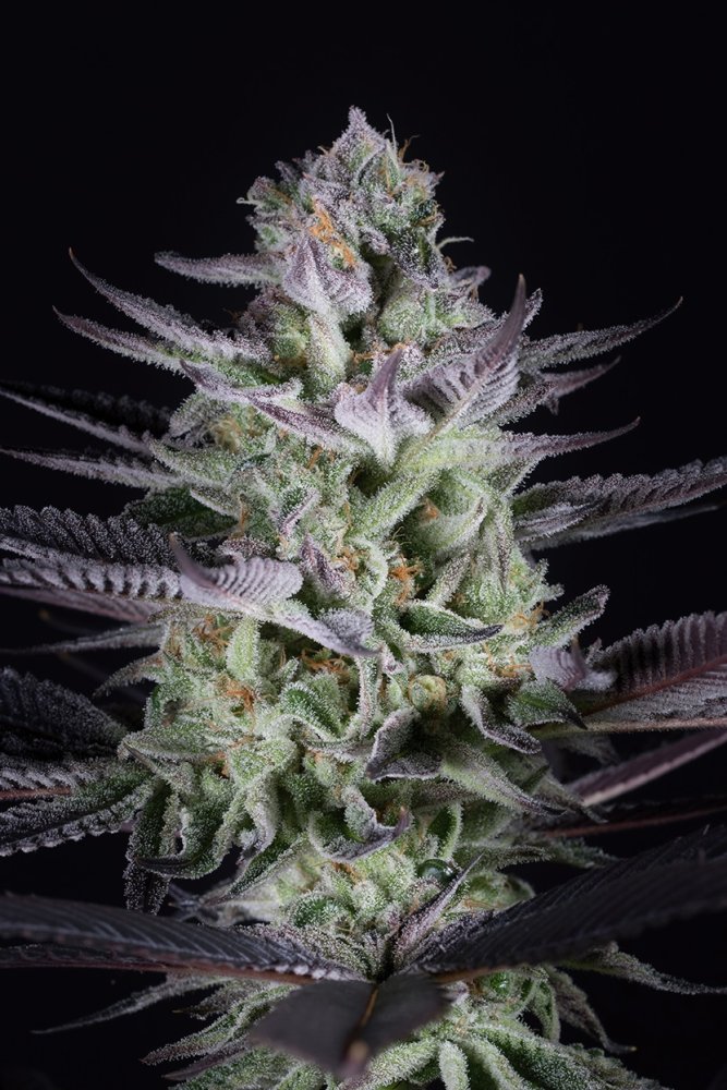 Dinafem Blueberry Cookies feminizovaná semena