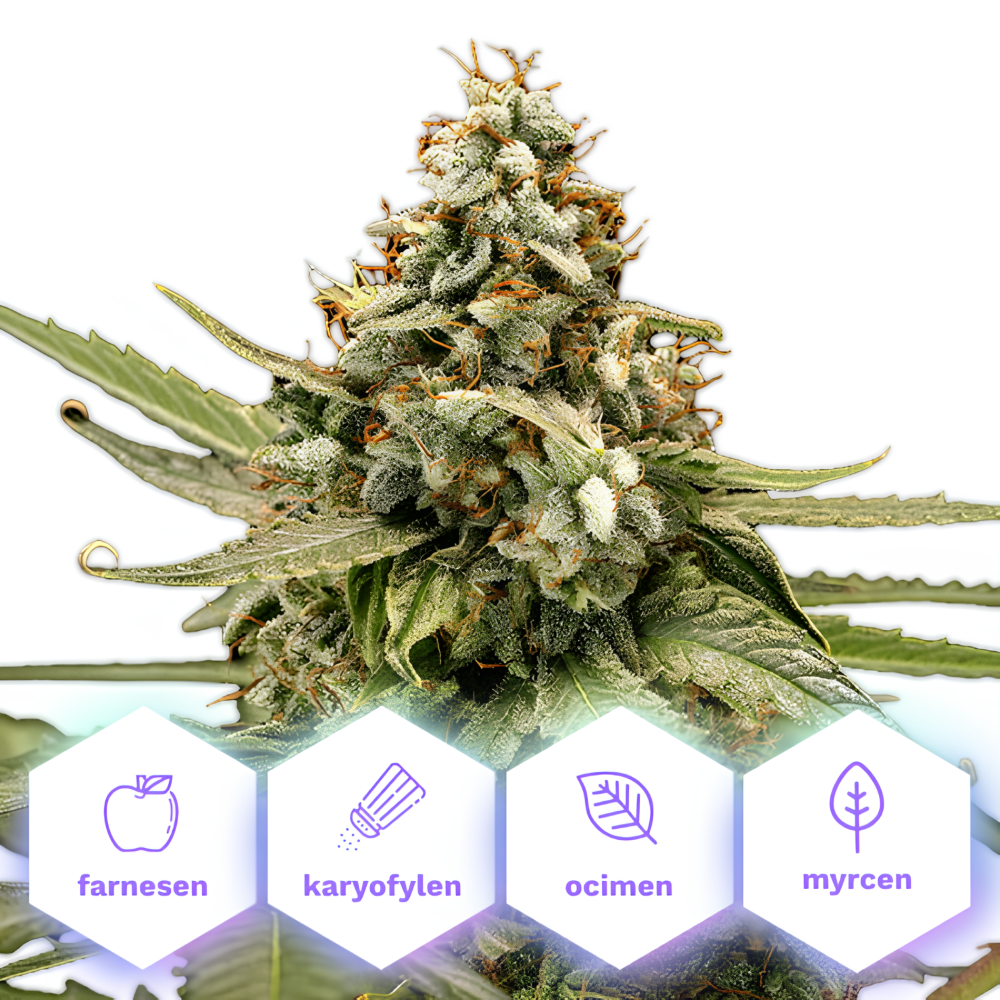 Titan F1 - autoflowering feminizovaná semena, 10 ks, Cannapio