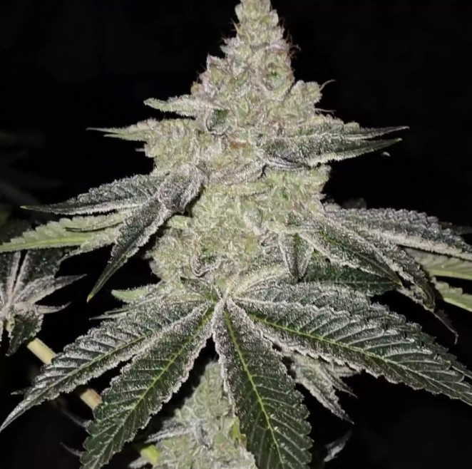 Ethos Genetics Chama! R1 feminizovaná semena