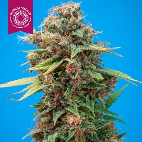Tropical Seeds Smooth Smoke regulérní semena