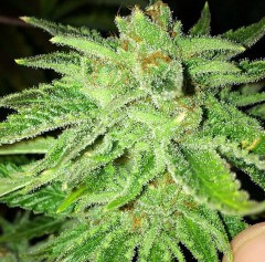 Cali Connection Strawberry OG feminizovaná semena