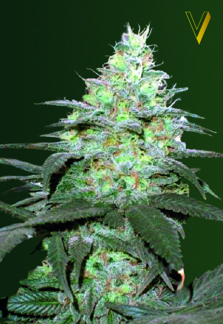 Victory Seeds Original Berry Auto feminizovaná semena