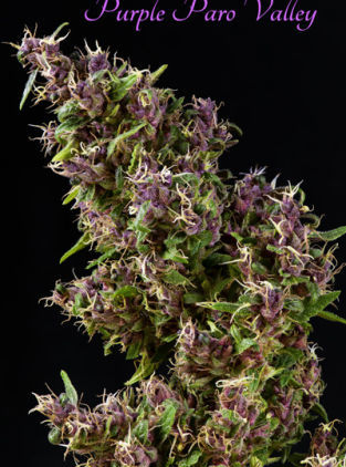 Mandala Seeds Purple Paro Valley feminizovaná semena