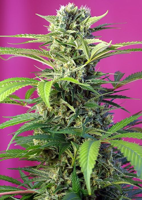 Sweet Seeds Chem Beyond Diesel CBD feminizovaná semena