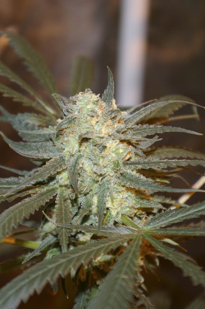 Digital Genetics Creamy Berry Blue regulérní semena