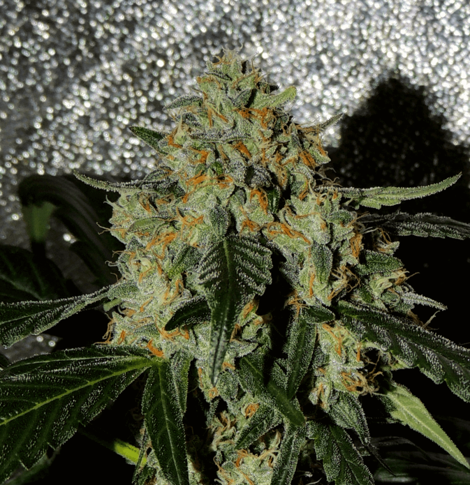 Karma Genetics Karma OG Jack feminizovaná semena