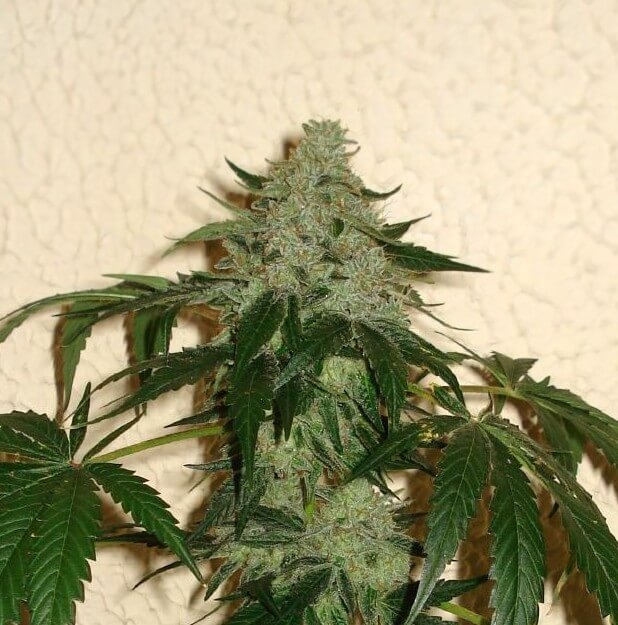 Karma Genetics RoadDawg feminizovaná semena
