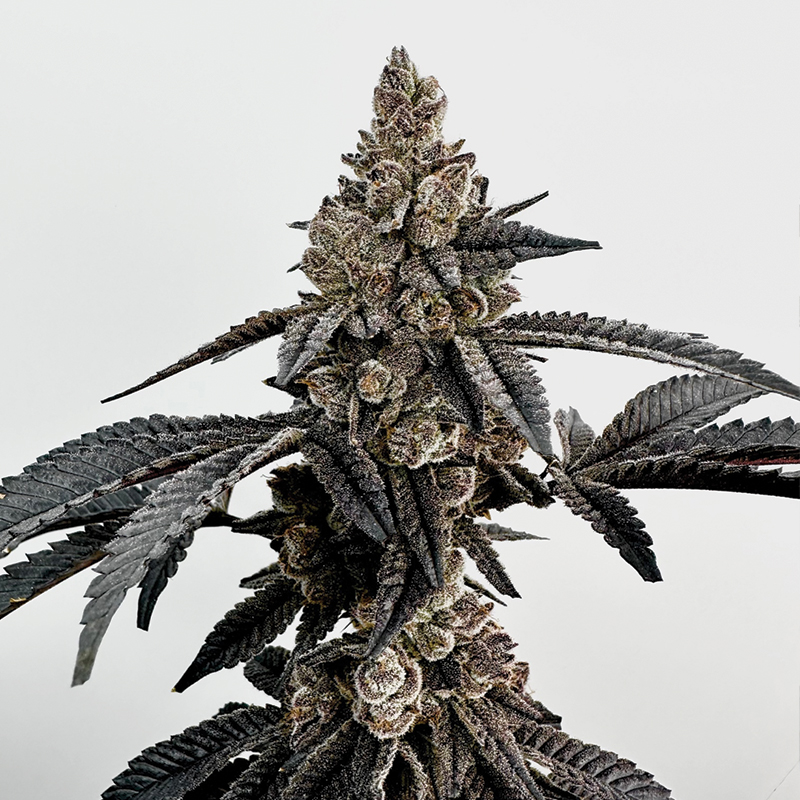 Exotic Genetix Primetime feminizovaná semena