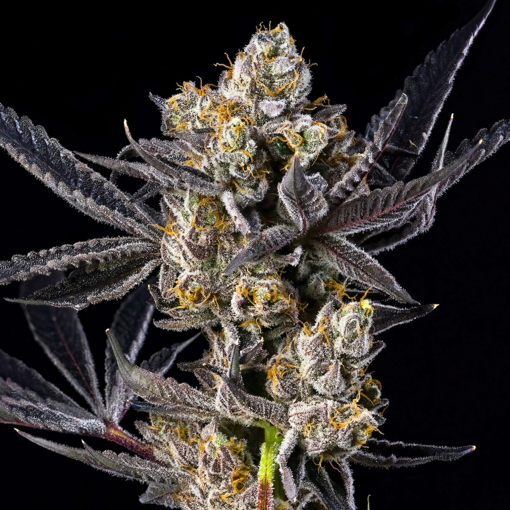 Maven Genetics Blue Lotus S1 feminizovaná semena, 6 ks