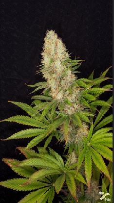 Buddha Seeds Panakeia High Terpenes CBG feminizovaná semena