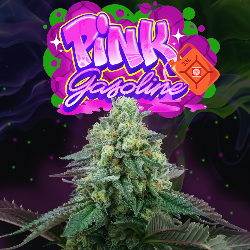 Perfect Tree Seeds Pink Gasoline feminizovaná semena