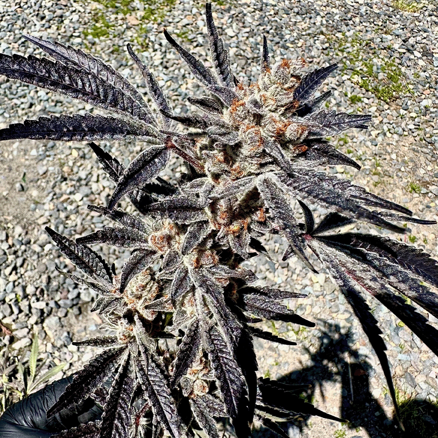 Exotic Genetix Marshmallow Mountain feminizovaná semena