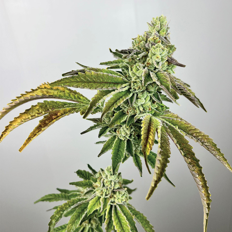 Exotic Genetix Plasma Gas feminizovaná semena