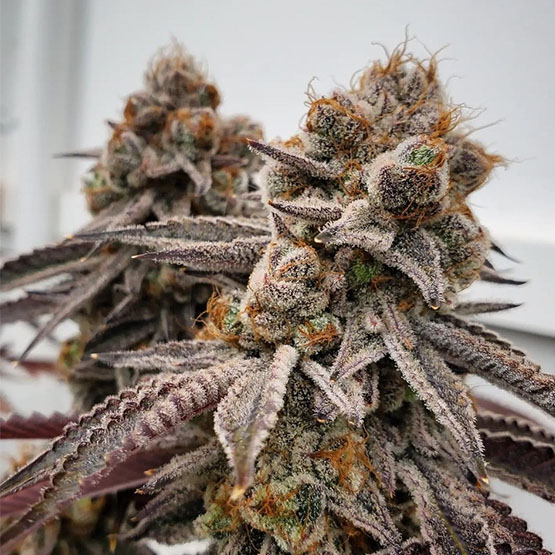 Ethos Genetics Big D Energy R1 feminizovaná semena