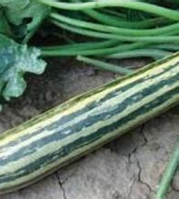Tykev cuketa Tapir (Cucurbita pepo L.), osivo