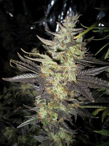 Holy Smoke Seeds Strawberry Diesel feminizovaná semena