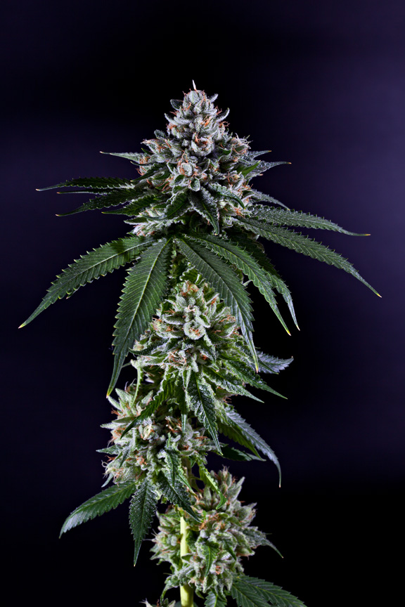 Grand Daddy Genetics Ken's Kush regulérní semena