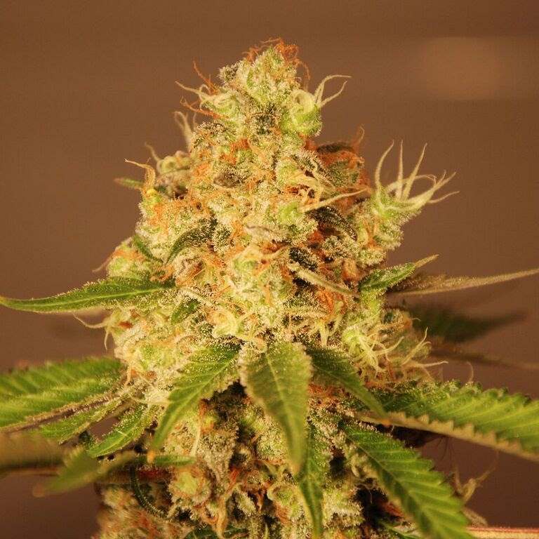 G13 Labs Diesel Auto feminizovaná semena