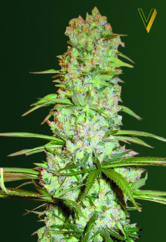 Victory Seeds Red Russian XXL feminizovaná semena