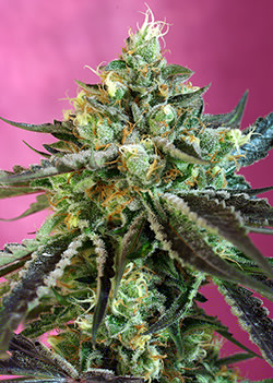 Sweet Seeds Sweet Nurse CBD Auto feminizovaná semena