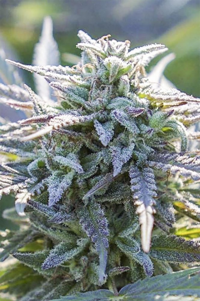 Digital Genetics Grape SnowTrain regulérní semena