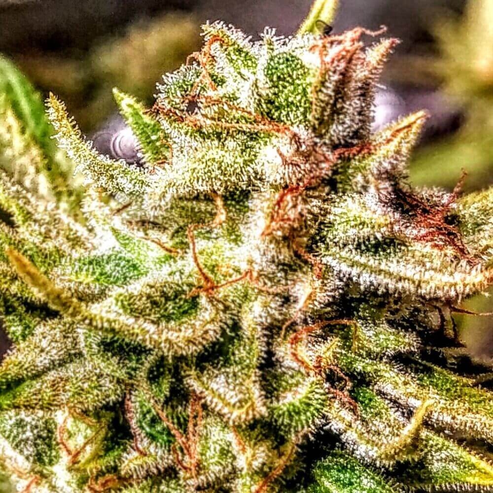 Holy Smoke Seeds Atomic Sherbet feminizovaná semena