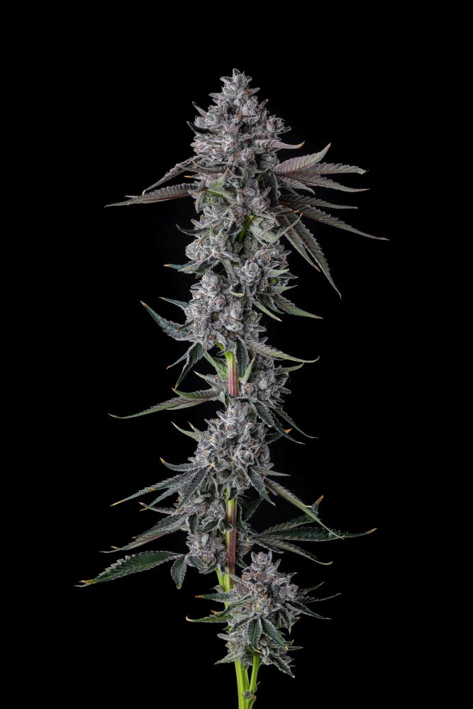 Paradise Seeds x Compound Genetics Chrome Dome feminizovaná semena, 7 ks