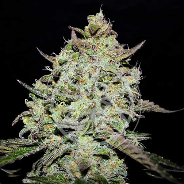 Delicious Seeds Lemon Gazzy feminizovaná semena