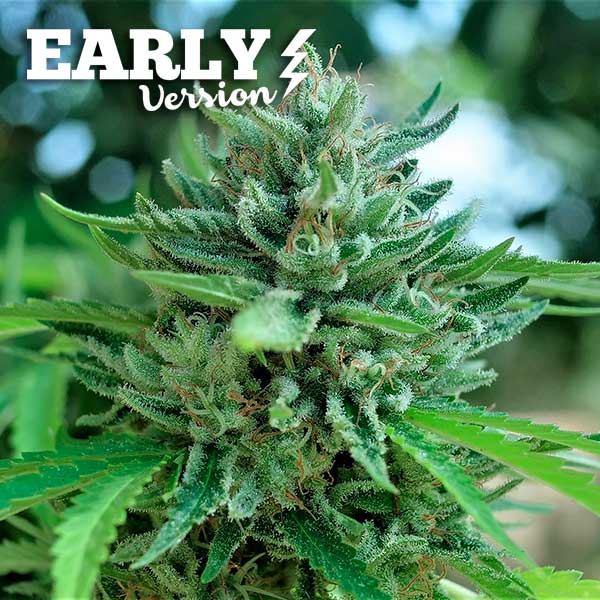 Delicious Seeds Delicious Cookies Early Version feminizovaná semena