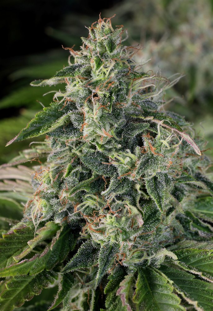 T.H. Seeds La S.A.G.E. CBD feminizovaná semena