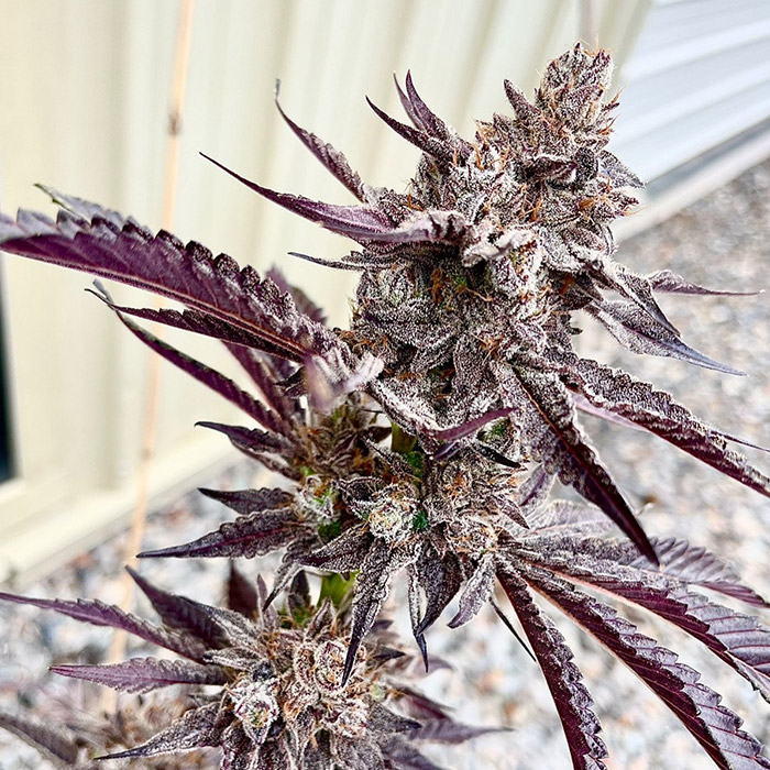 Exotic Genetix Code Red feminizovaná semena