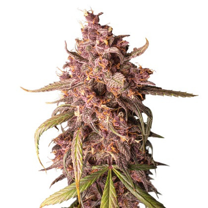 Purple Punch samonakvétací semena 5 ks Seedstockers