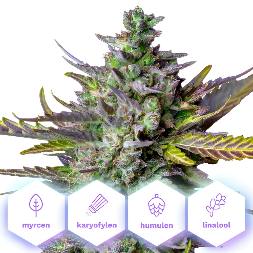 Blue Cheese Auto - samonakvétací semena konopí, 10 ks, Cannapio