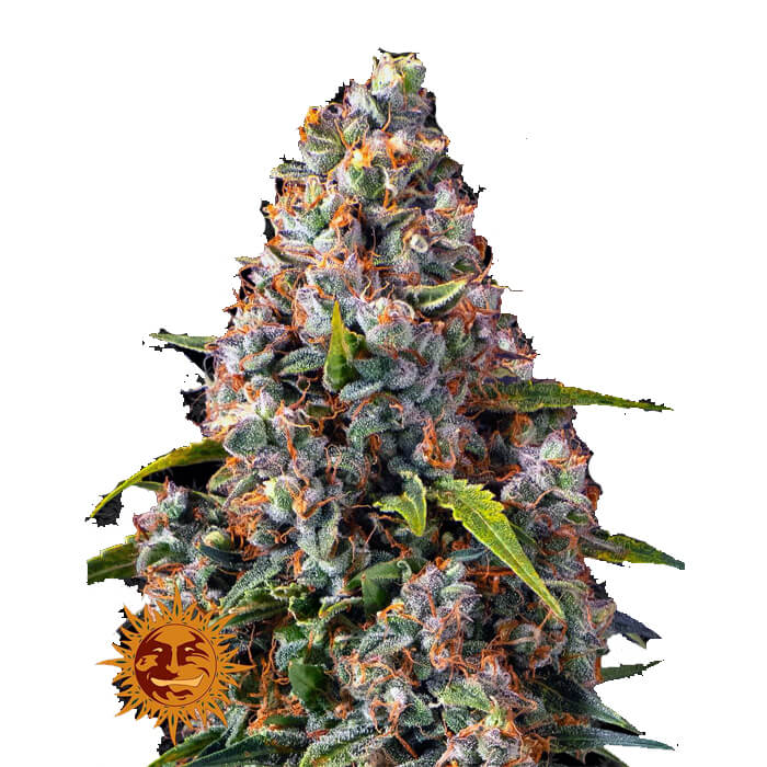 Strawberry Cheesecake Auto Feminizované Semená - 3