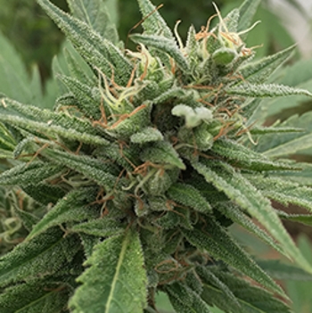 Emerald Triangle Blueberry Headband Auto feminizovaná semena
